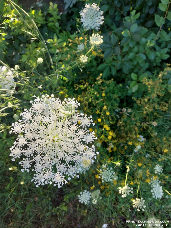 74211 - Flowers at Clayt French Park
